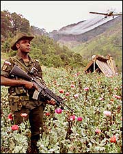 cocaine use causes environmental destruction
